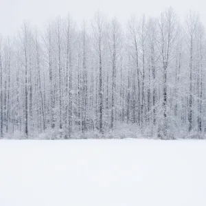Snow Covered Field Print Snow Covered Field Print