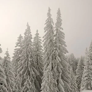 Snow-covered pine trees, Spruces -Picea abies- in a winter forest, near Elbach, Leitzachtal, Bavaria, Germany, Europe