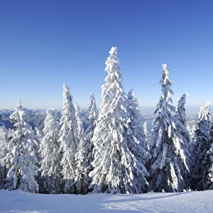 Snow-covered pines on Mt. Wallberg, Upper Bavaria, Bavaria, Germany, Europe