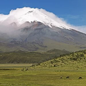 Snow-covered summit of Cotopaxi volcano rises from a cloud cover, Cotopaxi National Park, Cotopaxi Province, Ecuador