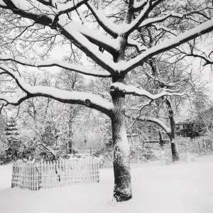 Snow-covered tree print Snow-covered tree print