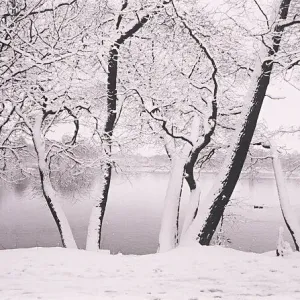 Snow covered trees Snow covered trees