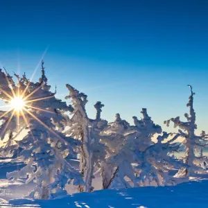 Snow-covered Trees Print on Mount Tumalo