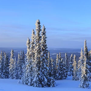 Snow covered trees and hills near Fairbanks, Alaska, USA