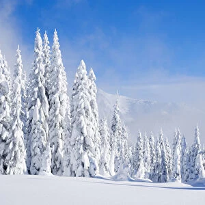 Snow covering fir trees, Mount Baker Snoqualmie National Forest, Washington State, USA