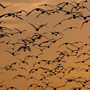 Snow geese, Bosque Del Apache National Wildlife Refuge, New Mexico, USA