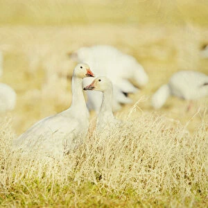 Snow geese in field