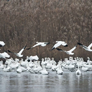 Snow geese flock in salt marsh habitat
