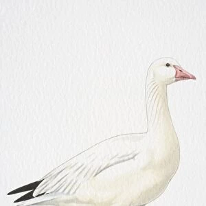Snow Goose (Chen caerulescens), side view