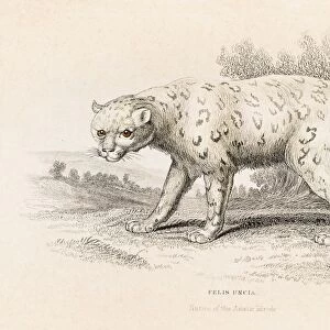 The snow leopard engraving 1855