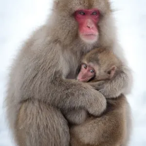 Snow Monkey