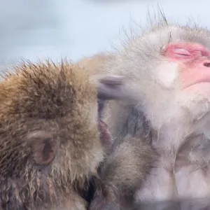 Mono de nieve que se baña en la fuente caliente.