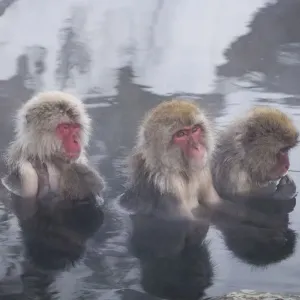 Monos de la Nieve