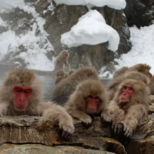 Monos de la Nieve