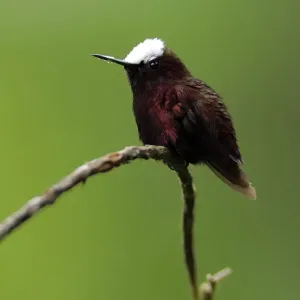 Snowcap Hummingbird