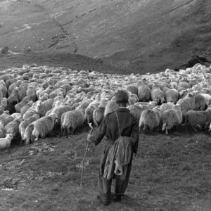 Snowdonia Sheep Print, 1951 Snowdonia Sheep Print, 1951