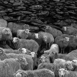 Snowdonia Sheep Print, Hafod-y-Llan Scene Snowdonia Sheep Print, Hafod-y-Llan Scene