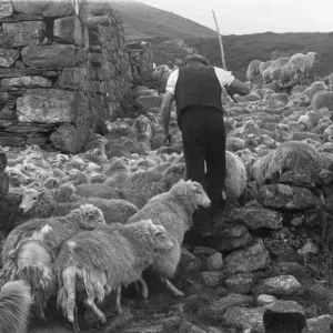 Snowdonia Shepherd Print: A shepherd with his flock at Hafod-y-Llan Snowdonia Shepherd Print: A shepherd with his flock at Hafod-y-Llan