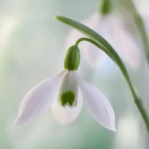 Snowdrops Snowdrops