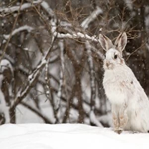 Snowshoe Hare in winter