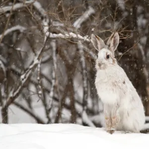 Snowshoe Hare in winter