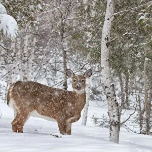 Snowy doe - white-tailed deer