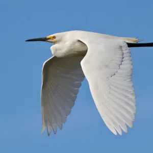 Snowy Egret in Flight Print Snowy Egret in Flight Print