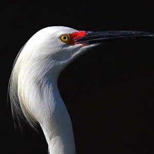 Snowy Egret close-up