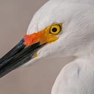 Snowy Egret portrait