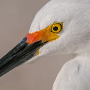 Snowy Egret Portrait Print in Breeding Plumage Snowy Egret Portrait Print in Breeding Plumage