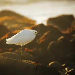 Snowy Egret Sunset Print Snowy Egret Sunset Print