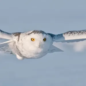 Snowy Owl