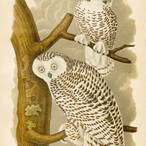 Snowy owl bird lithograph 1890