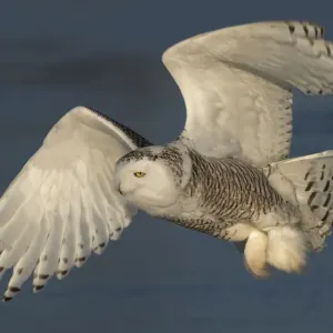 Snowy owl (Bubo scandiacus) flies low hunting over an open snowy field in Canada Snowy owl (Bubo scandiacus) flies low hunting over an open snowy field in Canada