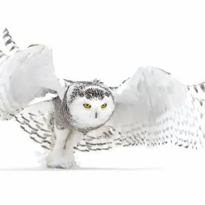 Snowy owl (Bubo scandiacus) lifts off to hunt over a snow covered field in Canada Snowy owl (Bubo scandiacus) lifts off to hunt over a snow covered field in Canada