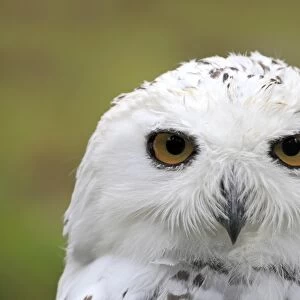 Snowy Owl -Bubo scandiacus-, portrait, captive, Wildpark Alte Fasanerie, Hanau, Hesse, Germany