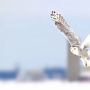 Snowy owl along a country road