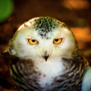 snowy owl eyes looking at camera close up. Bubo scandiacus