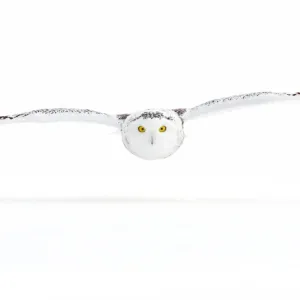 Snowy Owl Gliding