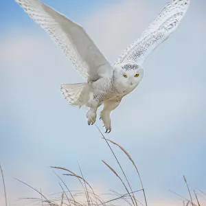Snowy Owl Hovering in Air Against Blue Sky at Jones Beach, Long Island