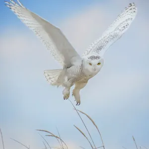 Snowy Owl Print: Close-up Flight Over Blue Sky at Jones Beach Snowy Owl Print: Close-up Flight Over Blue Sky at Jones Beach