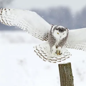 Snowy Owl Landing