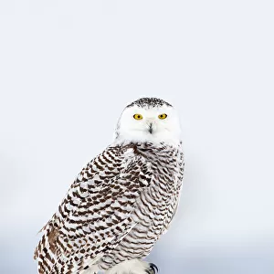 Snowy Owl on post