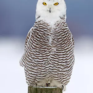 Snowy Owl on Post
