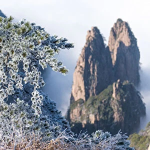 Snowy pine trees on Huangshan mountain