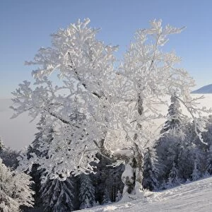 Snowy tree, in the back Mt. Schneeberg, Mt. Unterberg, Lower Austria, Austria, Europe