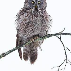 Soaked Owl
