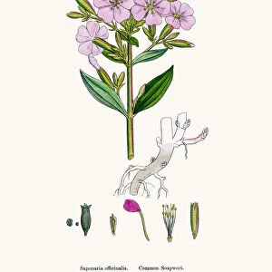Soapwort medicinal plant containing saponin