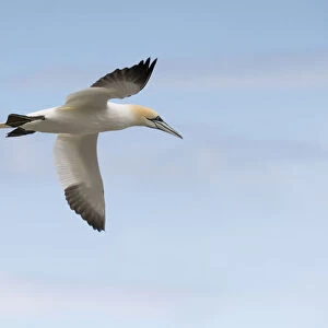 Soaring gannet