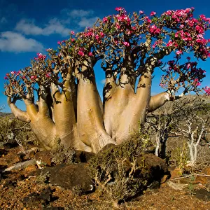 Remote Places Canvas Print Collection: Socotra Yemen